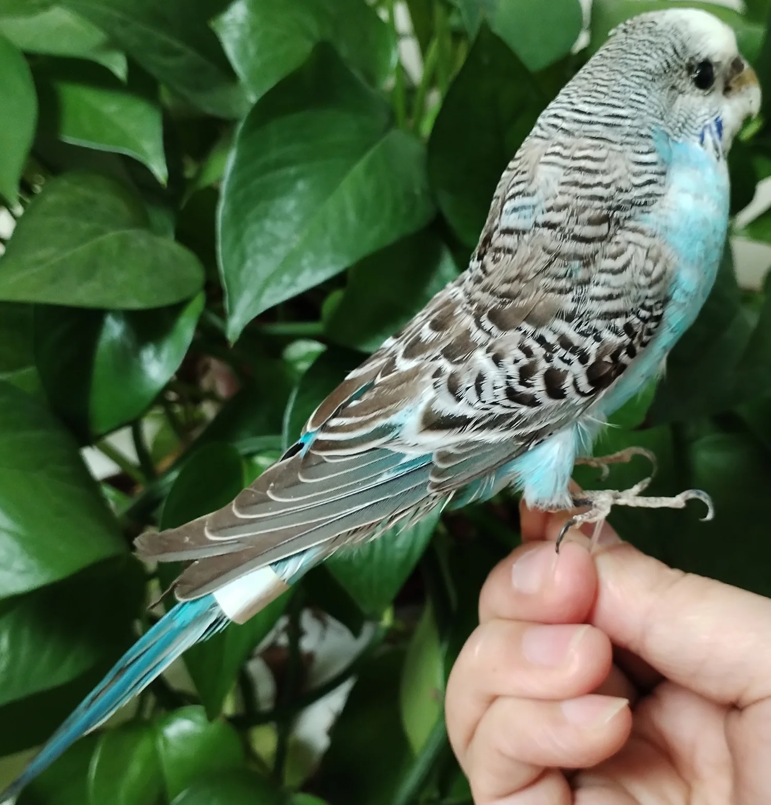 Stand Bird Natural Parrot Feathered Bird Taxidermy Home Decor Training Tool Special Gifts