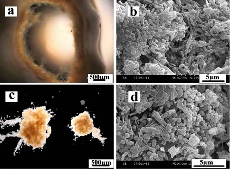 ภาชนะบรรจุน้ําเสีย Mbbr Bio Balls PlastikBiofilter K5 Biocarrier Filter Midia K1 Aquaponics Biochips Mbbr สําหรับ Aquaponics