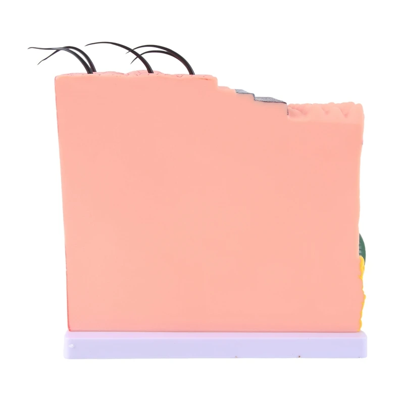 1 Piece Skin Model Skin Hair Structure Enlarged Model Anatomy Model As Shown PVC For Classroom Learning Display Teaching