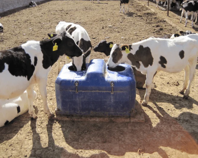 

Automatic Animal Drinkers Farming Goat Cow Watering Trough For Farm Animals