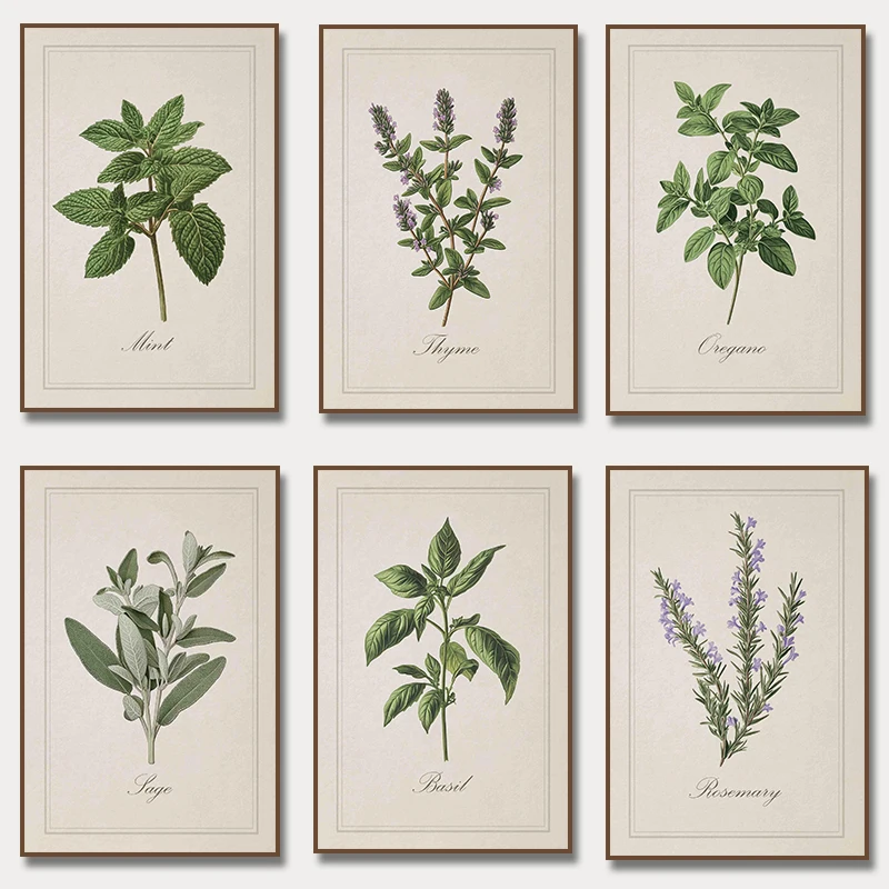 Vintage Herbal Illustrations Posters and Prints Culinary Herbs Botanical Canvas Painting  Kitchen Wall Art Picture Home Decor