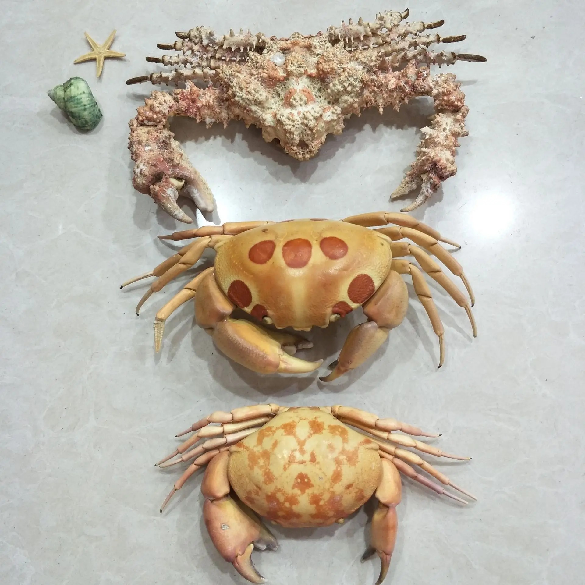 Crab Conch Shell Ocean Specimens