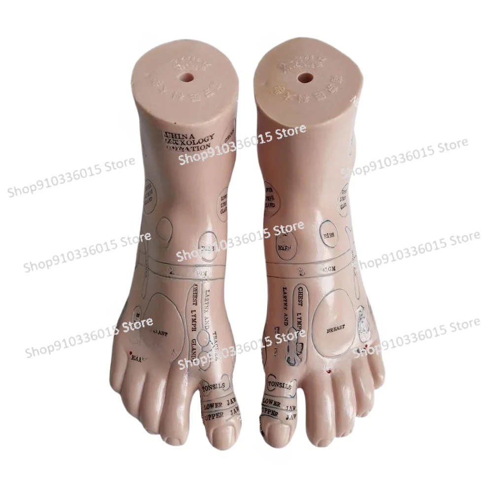 20cm Foot Reflex Zone Massage Model, Not Acupuncture Model,  2pcs = 1 Pair