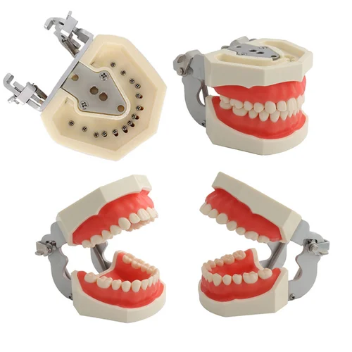 Imagen 2 del producto Modelo de dientes dentales para técnico Dental, práctica de entrenamiento, estudio, odontología, modelos Typodont con diente extraíble para NISSIN