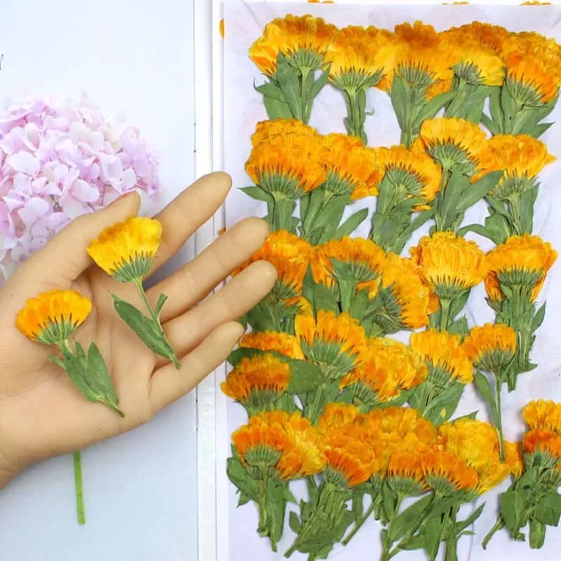 60pcs 4-6cm Side Pressed Dried Calendula Officinalis Flower Plant Herbarium For Jewelry Postcard Invitation Card Bookmark Craft