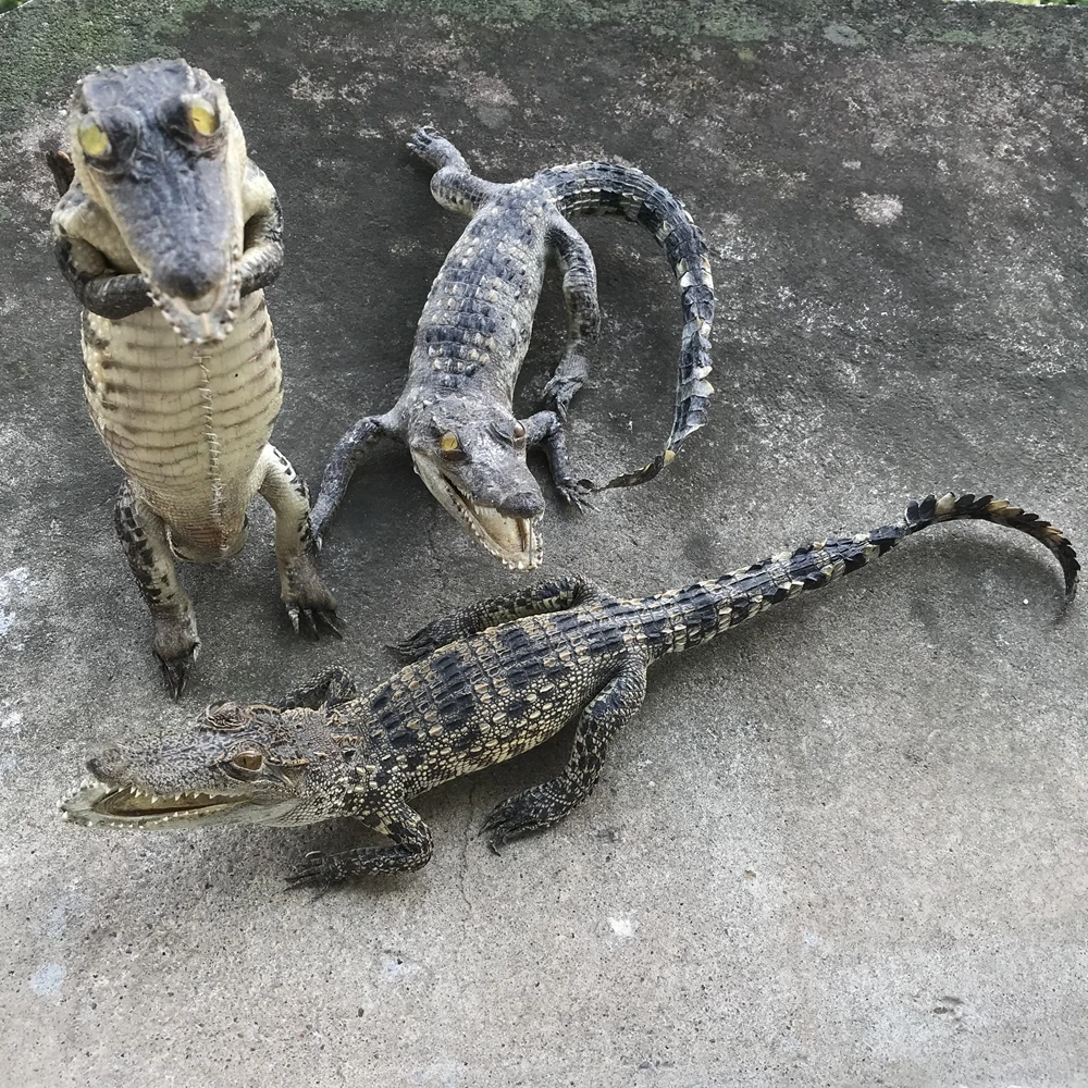 

Маленькие украшения из натуральной кожи, крокодиловый орнамент, образец, креативные и персонализированные настольные украшения для офиса, ручная работа