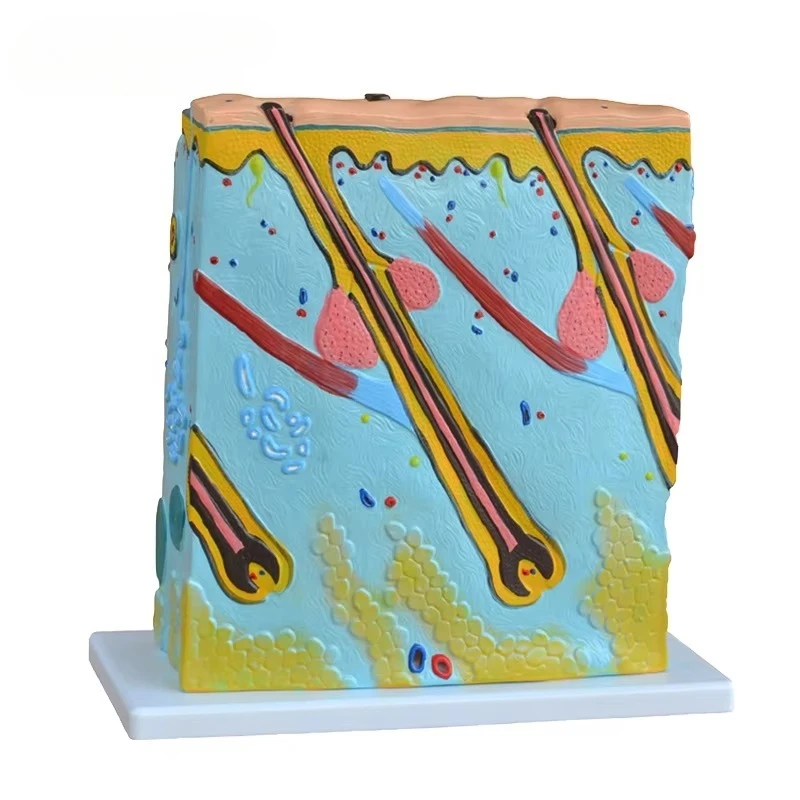 Modelo humano de anatomia da pele 3D para educação científica médica em ensino de anatomia