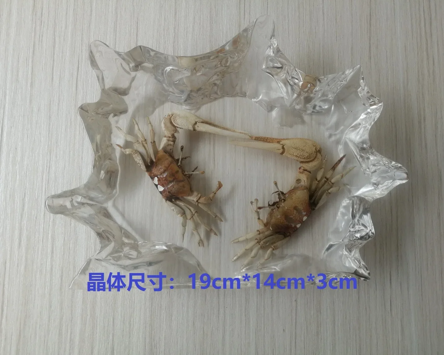 Bug Resin Insect Specimen Couch Scorpion in Resin Transparent Spiders Beetles Crab Specimen Specimen Model Desktop Decoration