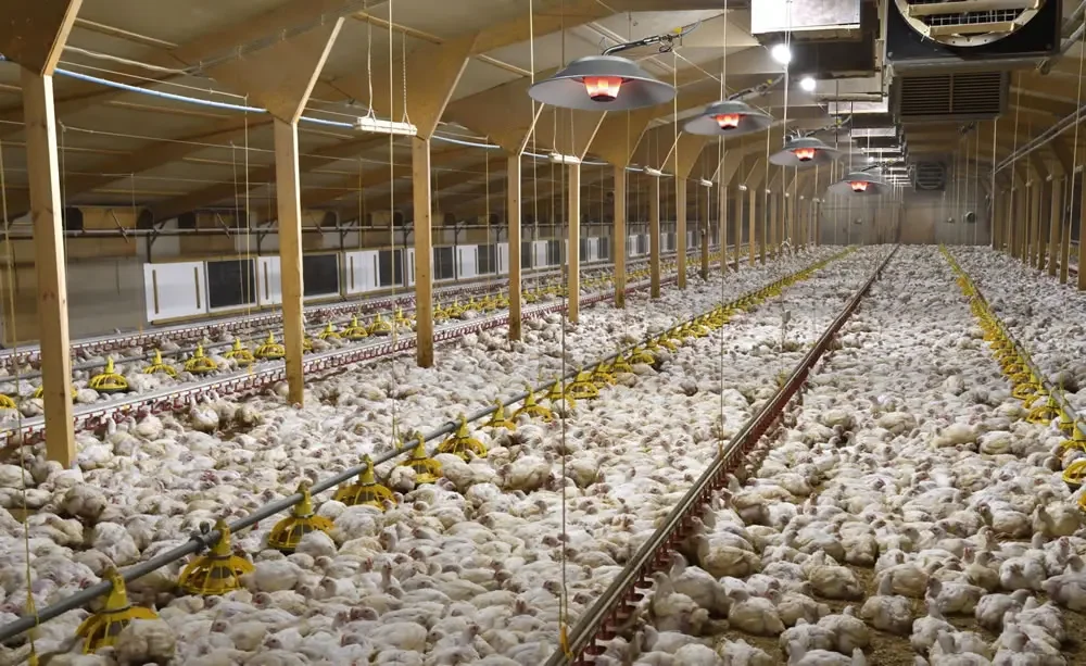 High Quality Sales Propane Natural Gas LPG Brooder Heater For Farm Use Sheep Cow Chicken House