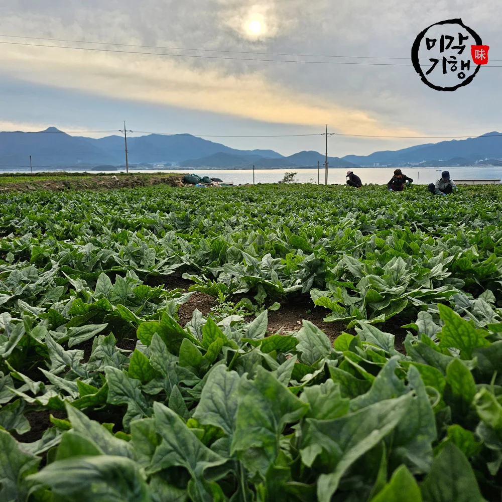 Migak 1kg de espinacas del tesoro de Namhae cultivadas en brisa marina