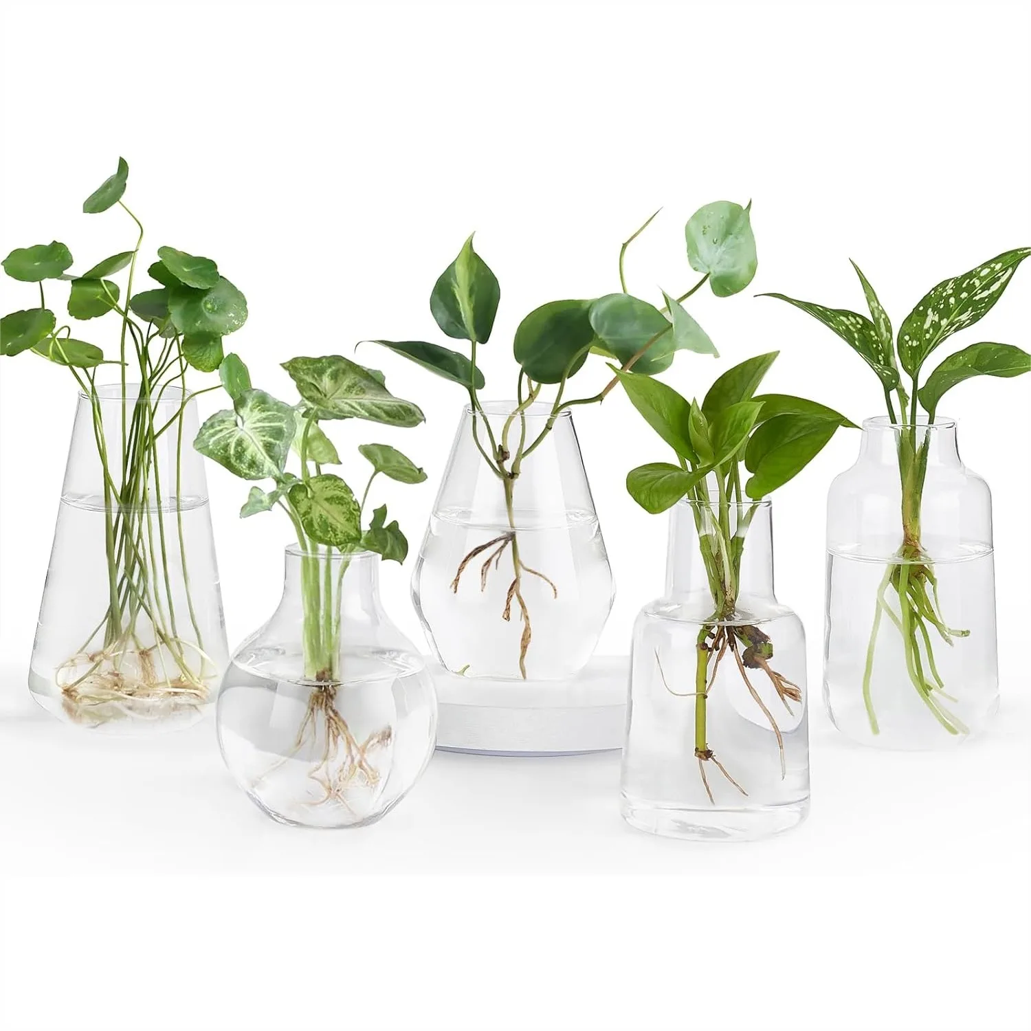 

5-Pack Propagation Vases for Hydroponic Plants with Cleaning Brush, Small Glass Planters for Home Office Decor Gift