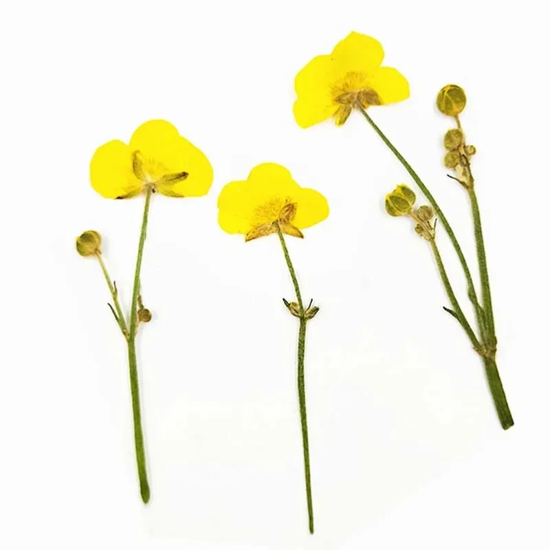 6~9CM /Real Natural Pressed Flowers Dried Buttercup Branches,Dry Press Yellow Flower for Epoxy Resin,Candle Making Supplies,Card