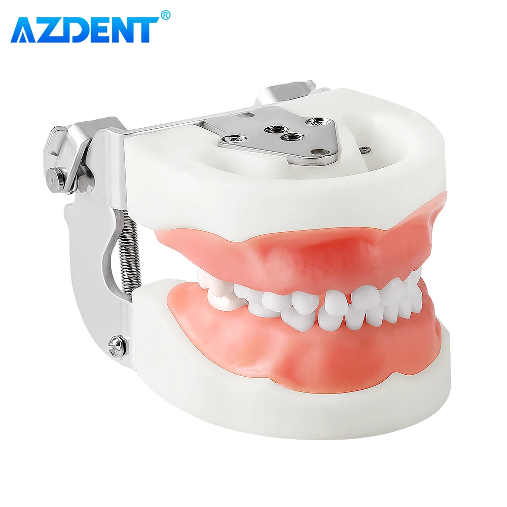 Dental Resin Model Removable Training Typodont AZDENT Teeth Model for Dentists Practice Adults Children Dentistry Equipment