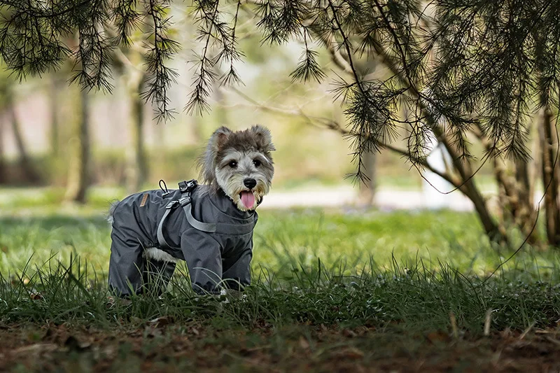 Hunderegenmantel mit Geschirr, wasserdichte Haustier-Regenjacke für kleine Hunde, verstellbarer, reflektierender Hunde-Regenoverall mit 4 Beinen – Detail 17