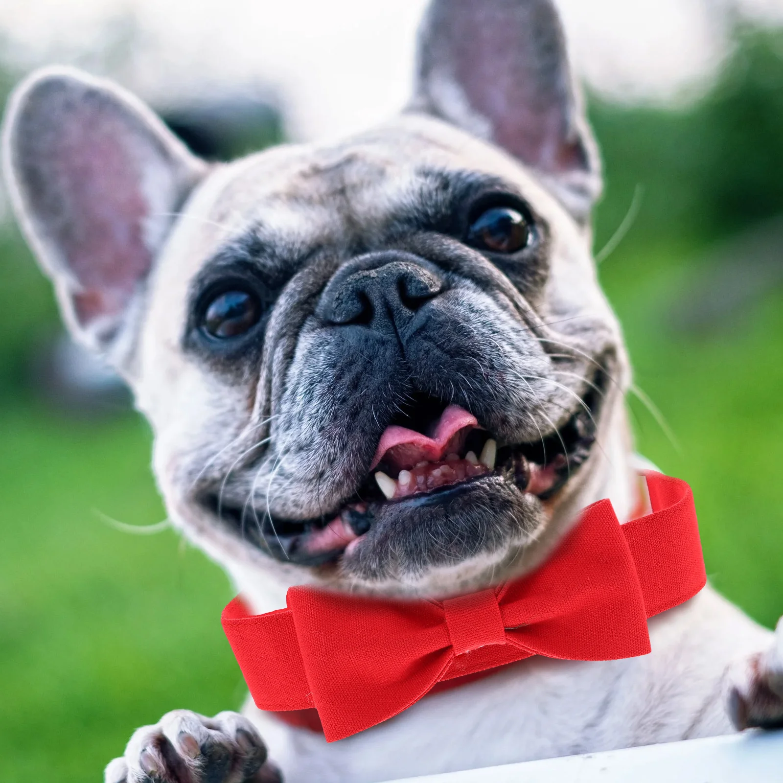 

Pet Bow Tie Collar Decorative Dog Puppy Adjustable Canvas Ties Lovely for Cats Daily Wear Parties Photoshoots Pet Accessories