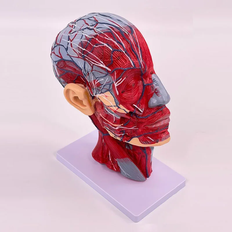 

Sagittal Section of the Head with Attached Blood Nerve Model Tube Vascular and Neural Model Human Anatomy Model