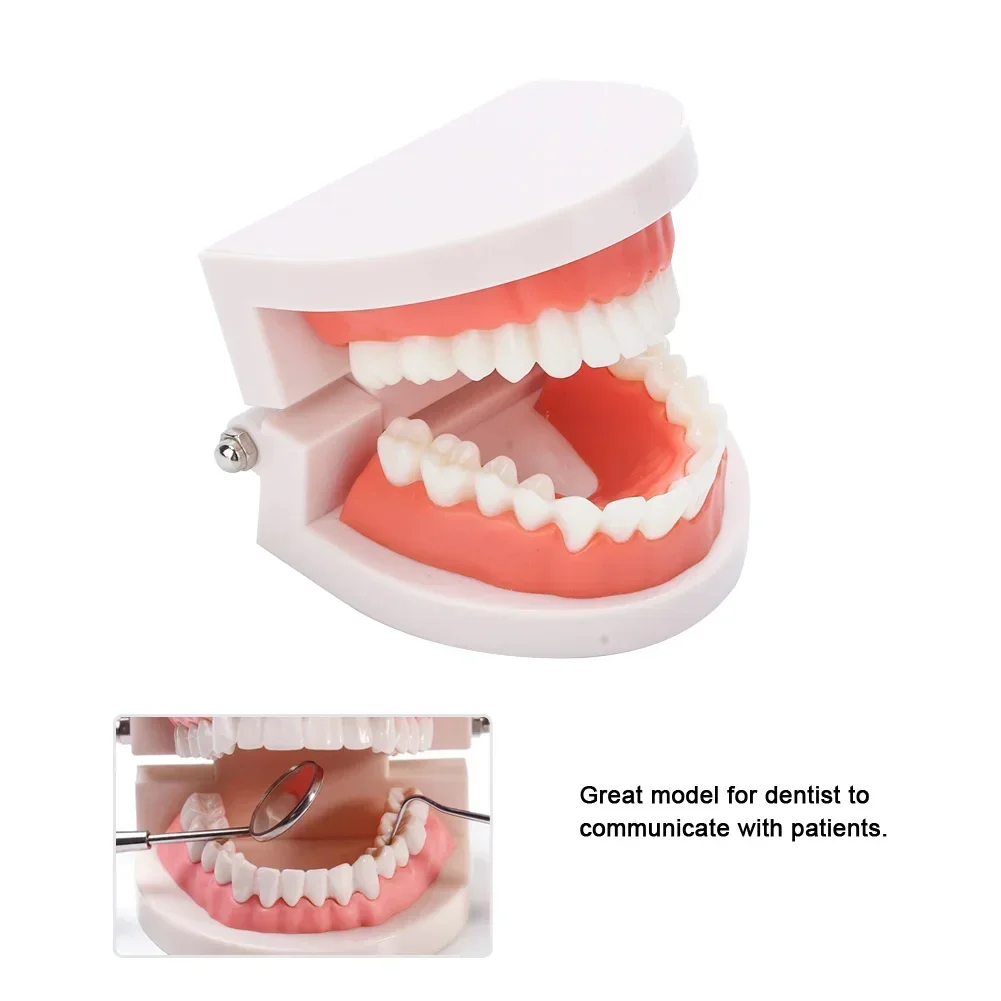 1set Standard Adult 28 Teeth Denture Gums Model Medical Teaching Tool Dental Small Oral Dental Health Care Equipment Model