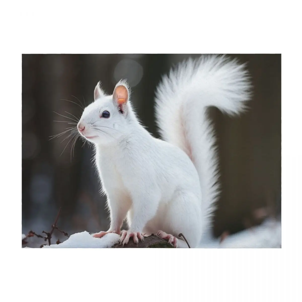 

White Squirrel 01 Throw Blanket Decorative Beds Furrys Furry Plush Blankets