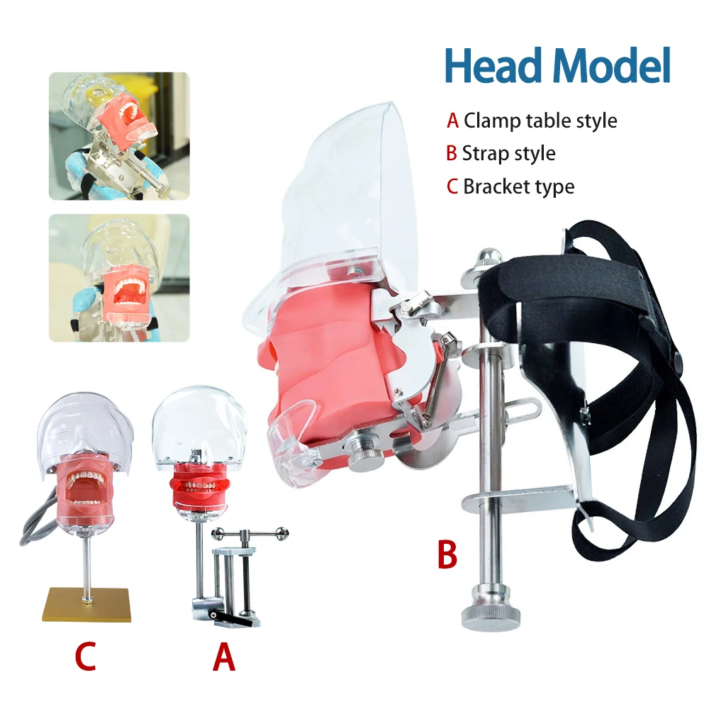 

Dentist Training Teaching with Jaw Head Model Dental Phantom Manikin Simulator Typodont