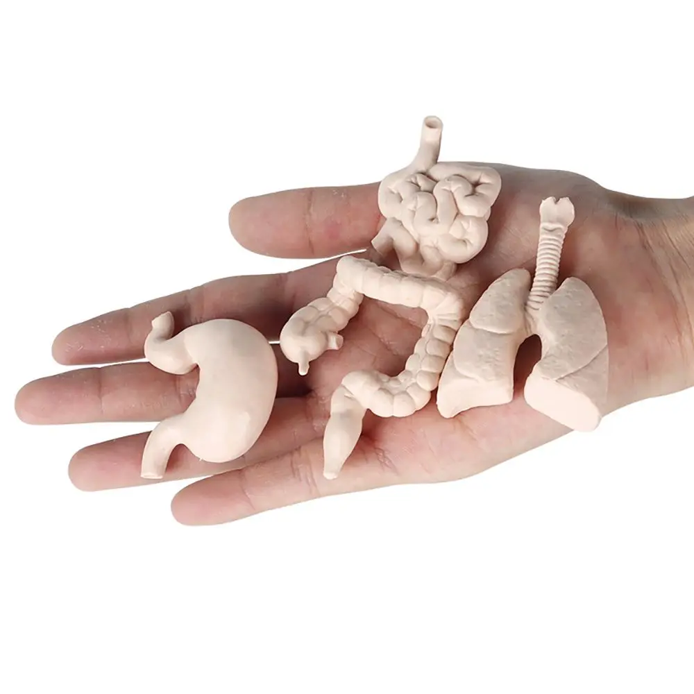 8 SZTUK Pomoce dydaktyczne Wczesna nauka Natura Model ludzkiego narzędzia Brzuch serca Narządy wewnętrzne Figurki Liver Renal Płuca