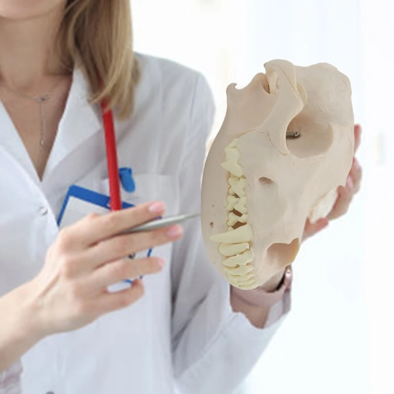 L74B Dog Skull Anatomy Model Dog Head Skeleton Model Realistic Anatomical Dog Head Bone Model for Veterinary Education