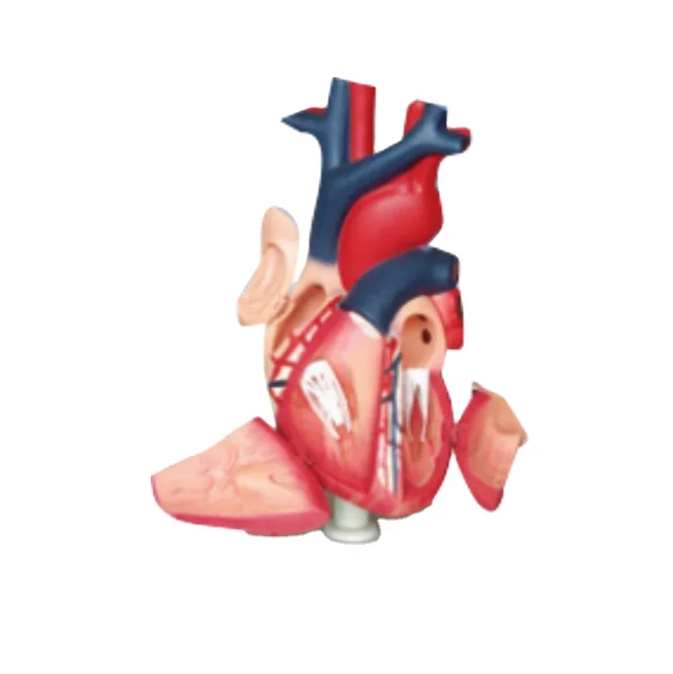 N015 Human Heart Model School Teaching Resource Educational Anatomy Model for Learning And Instruction