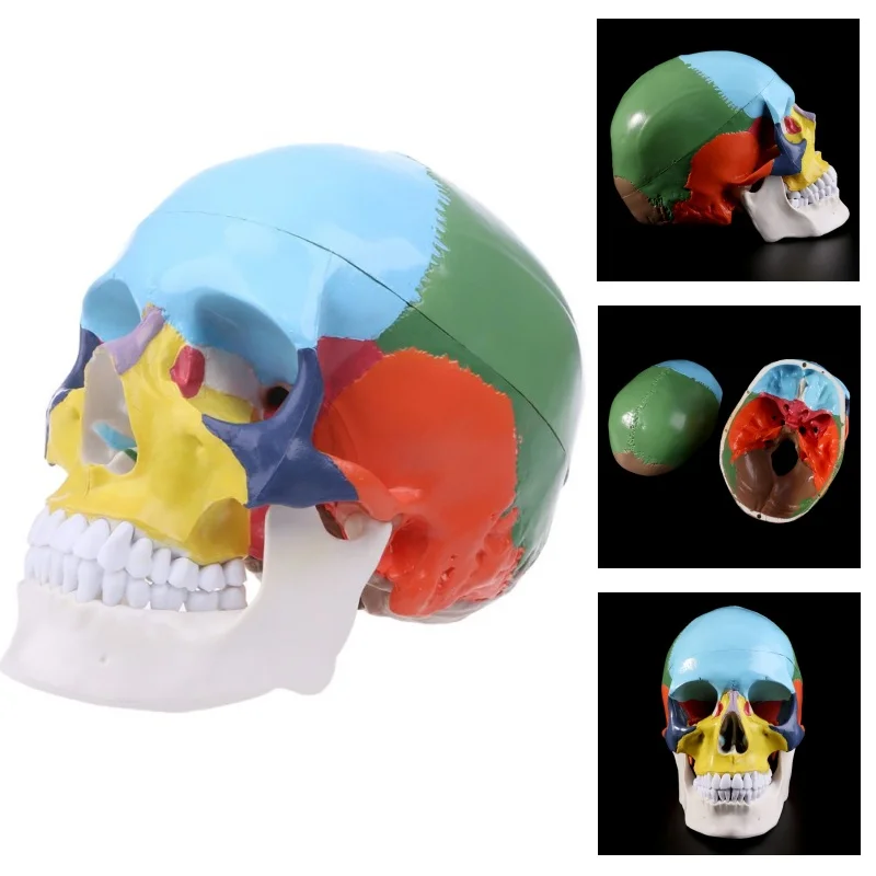 نموذج جمجمة بشرية ملونة بالحجم الطبيعي التشريح التشريحي التدريس الطبي الهيكل العظمي دروبشيب