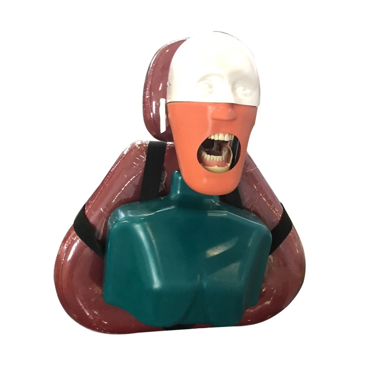 SJD-OC4 High-quality Educational Simulation Models Dental  Phantom Head for Practice Training