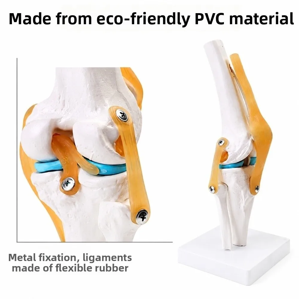 PVC Human Knee Joint Model Anatomical Shape Multi Colors Patella Model Life Size Detachable Structure