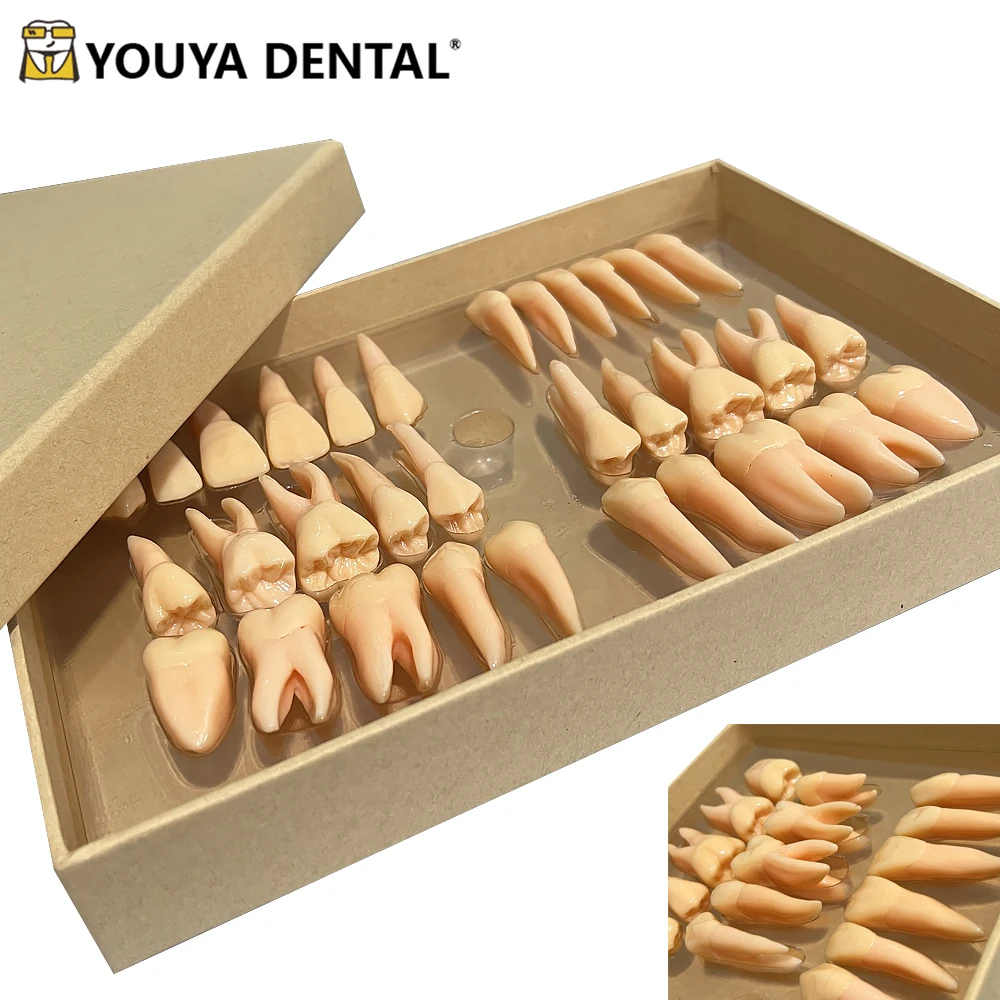 

32 Pieces/set Dental 2.5x Carved Two-color Permanent Tooth Isolated Tooth Model Three-dimensional Isolated Tooth Teaching Model