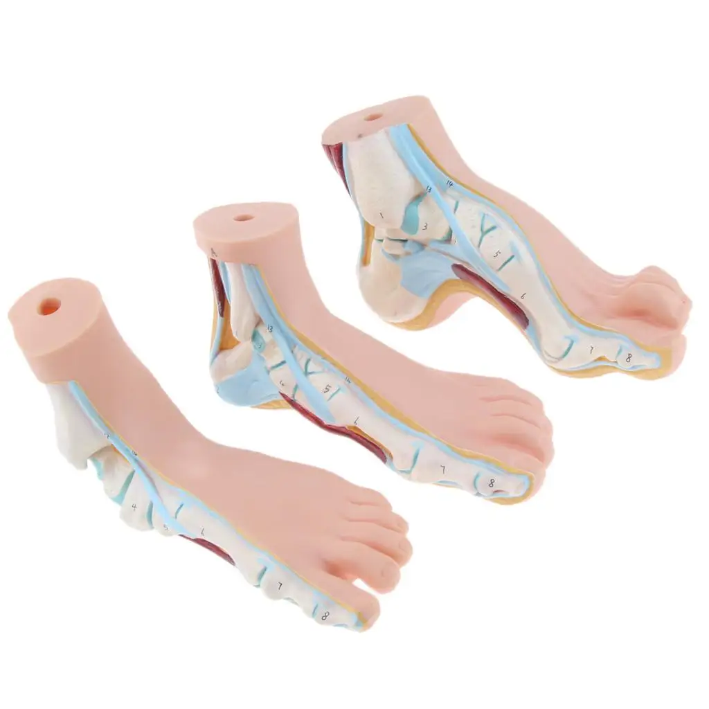 3 Stk. Human Foot Model Arched Normal Flat Foot Model Anatomical