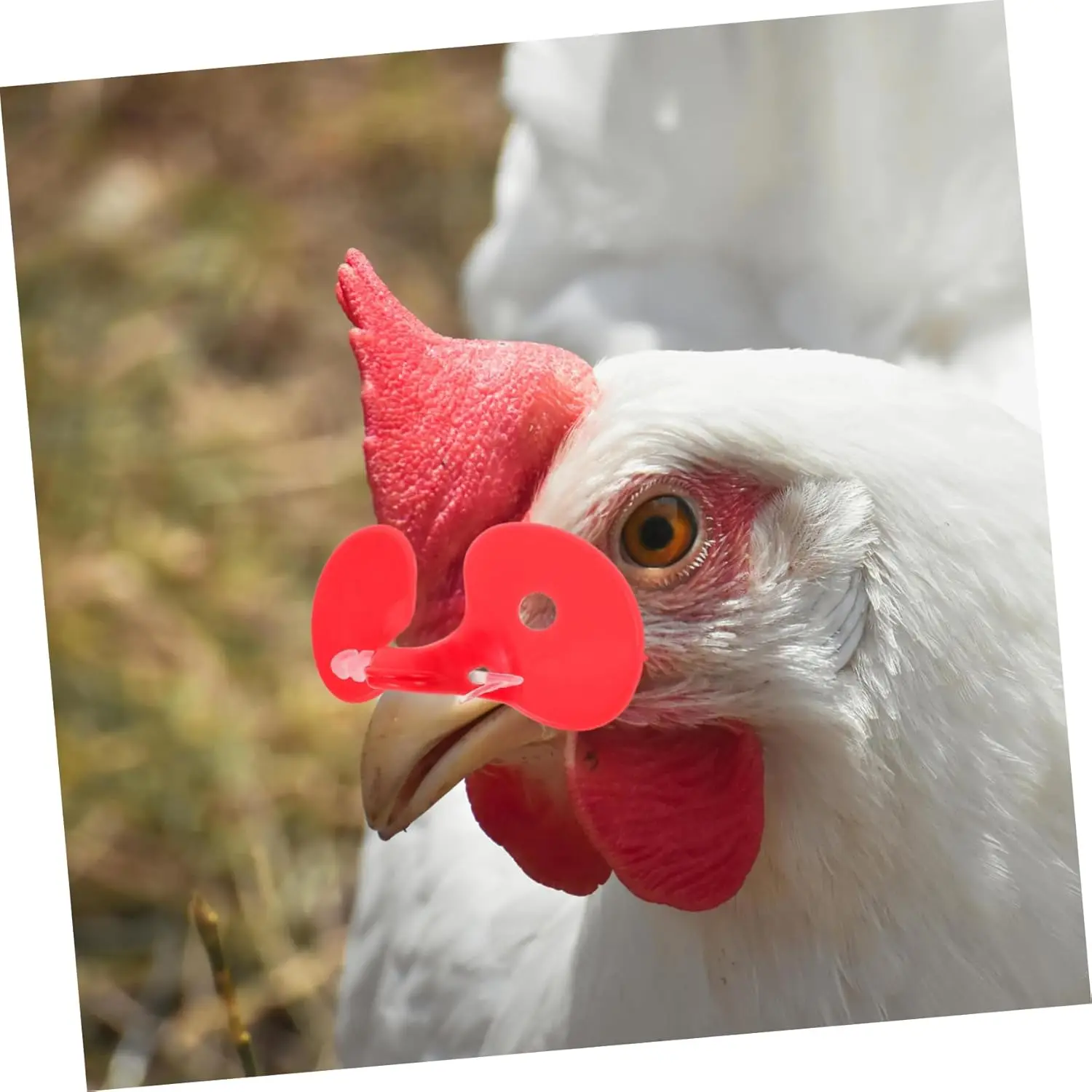 5/10/20/50 pces anti-frango pecking óculos m/l vermelho faisão óculos de plástico parafuso-livre aves anti-frango pavimentando óculos