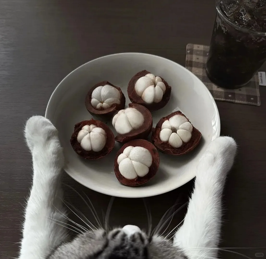 

Shock Wave V101 Physiotherapy Shockwave Equipment Electromagnetic Medical Pain Relief Therapy Shockwave