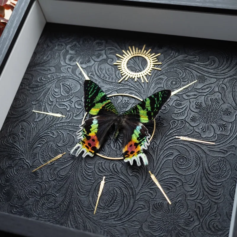 

Madagascan Sunset Moth Life Folding Shadow Real Butterfly Specimen Display Frame Decorative Painting Birthday Gift Home Decor