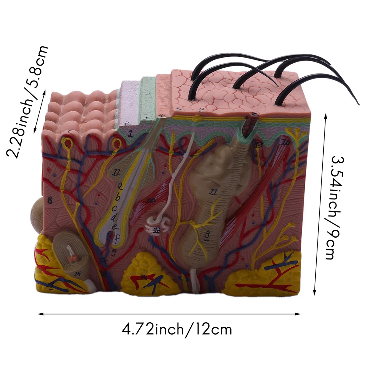 Skin Model, 35X Skin and Hair Structure Enlarge Model Anatomical Model Anatomy for Science Classroom Study Display Teaching