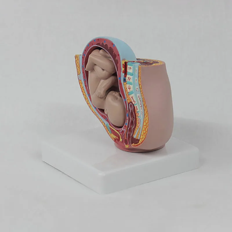 Human Pregnancy Fetal Development 9Th Month Embryonic Pelvic Model Fetus Foetus Pregnancy Anatomy Of The Placenta Model