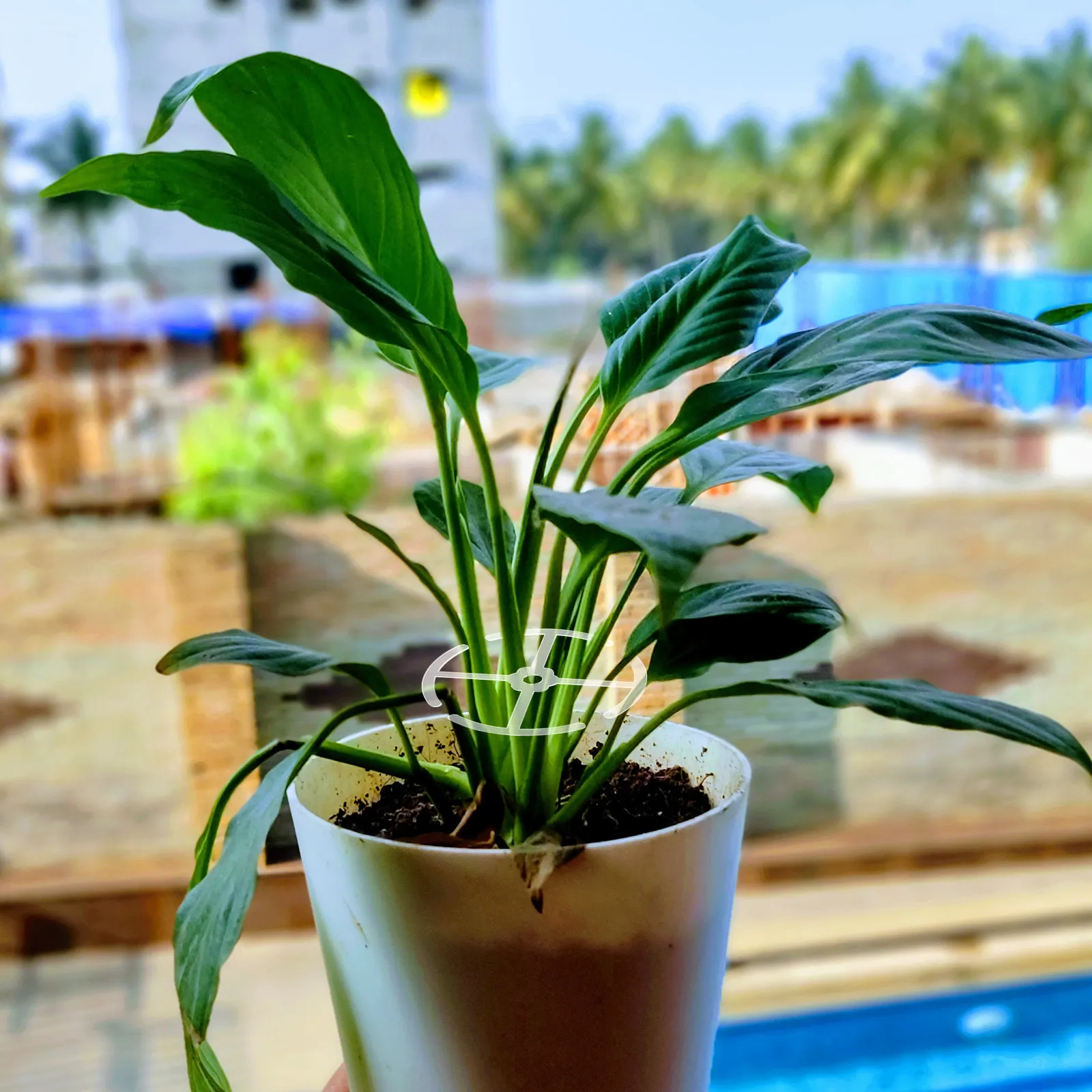 4Pcs Plant Climbing Stem Support Indoor Acrylic Stem Holder Bonsai Flowerpot Pot Stems Holder Garden Floral Supply Rack
