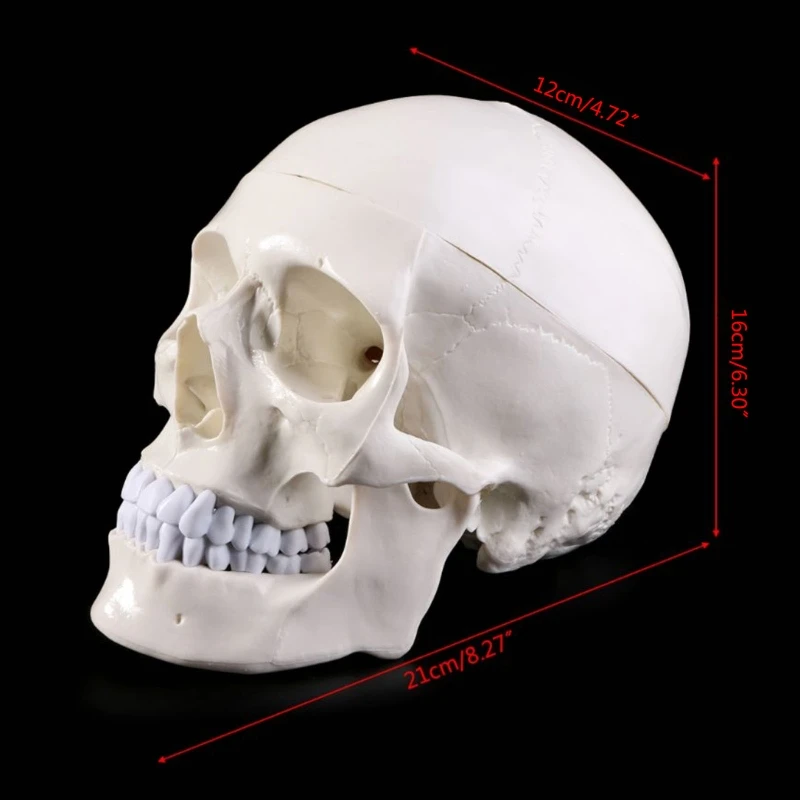 กายวิภาคศาสตร์มนุษย์สำหรับหัวโครงกระดูกกะโหลกศีรษะการสอนชุดอุปกรณ์โรงเรียน