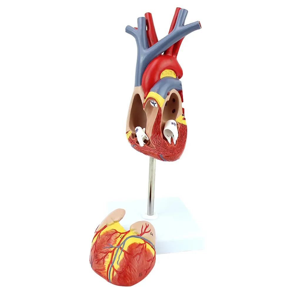 

1: 1. Обучающая модель модели человеческого сердца, Б-ультразвука, ультразвука, медицинской сердечно-сосудистой анатомии.