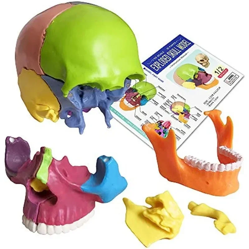 1/2 حجم الحياة 15 أجزاء تشريح الإنسان الملونة تجميعها جمجمة رأس الطبية التشريحية نموذج طبي لعبة الهيكل العظمي #6