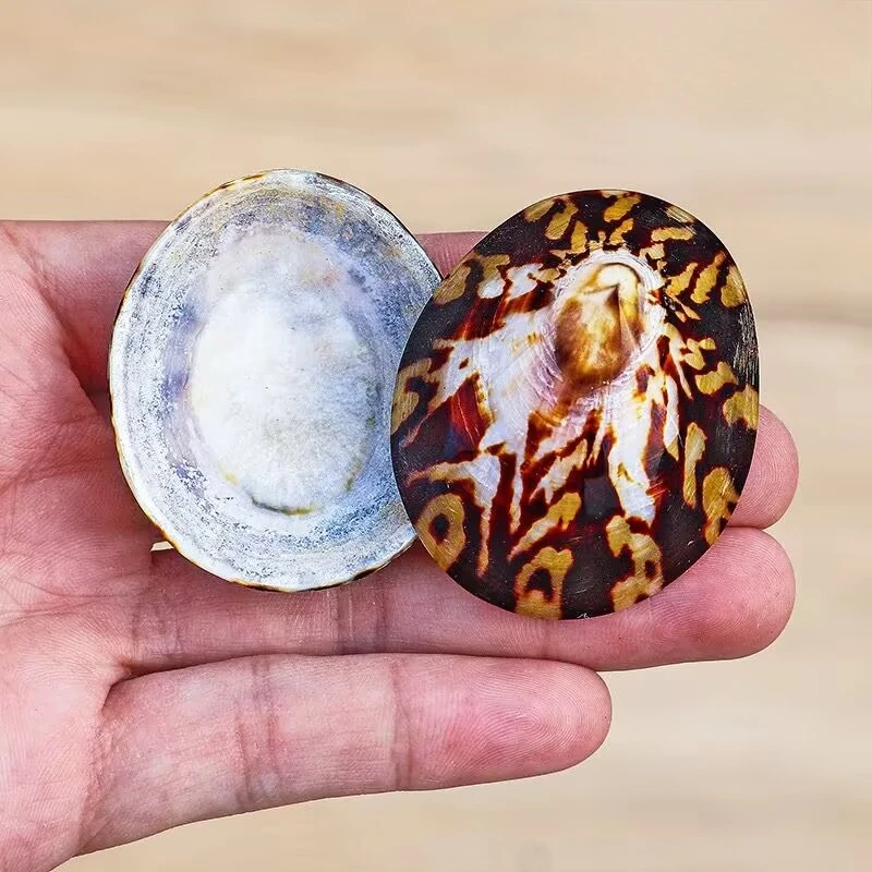 Natural Conch Shell Tortoise Slices Fish Tank Aquarium Shooting Landscaping Creative Home Decoration Props Collection Ornament