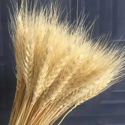 Dry Flowers Natural Decors Wheat Ear Real Flowers for Resin Home Decoration Wedding Garlands Decor Bouquets Flower Arrangements