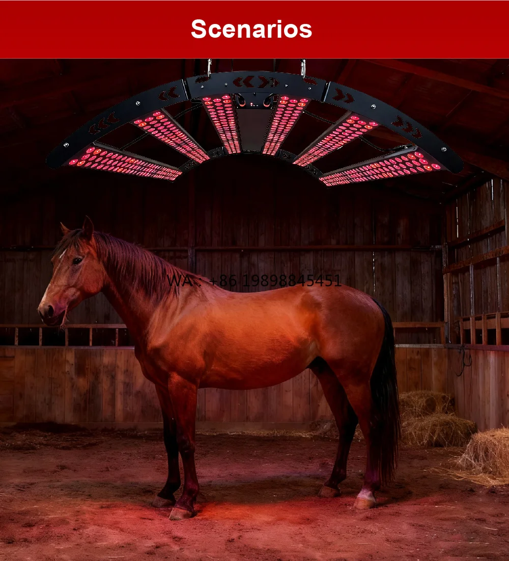 Factory Wholesale Custom Equine LED Pain Relief Red Light Therapy Horses Near Infrared Red Light