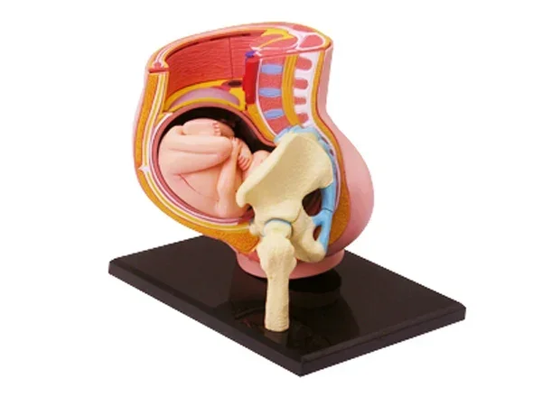 4D  Anatomical Model of Human Pregnancy Organ Medical Teaching Model