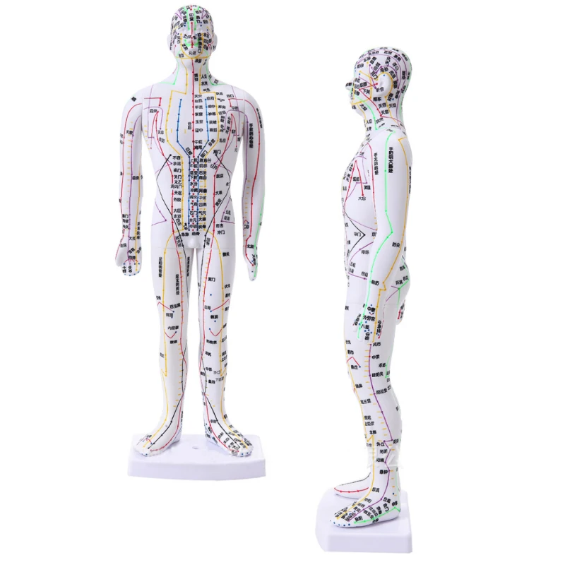 35cm Human Body Acupuncture Model Male Meridians Model Medical Science Teaching Resources Dropshipping