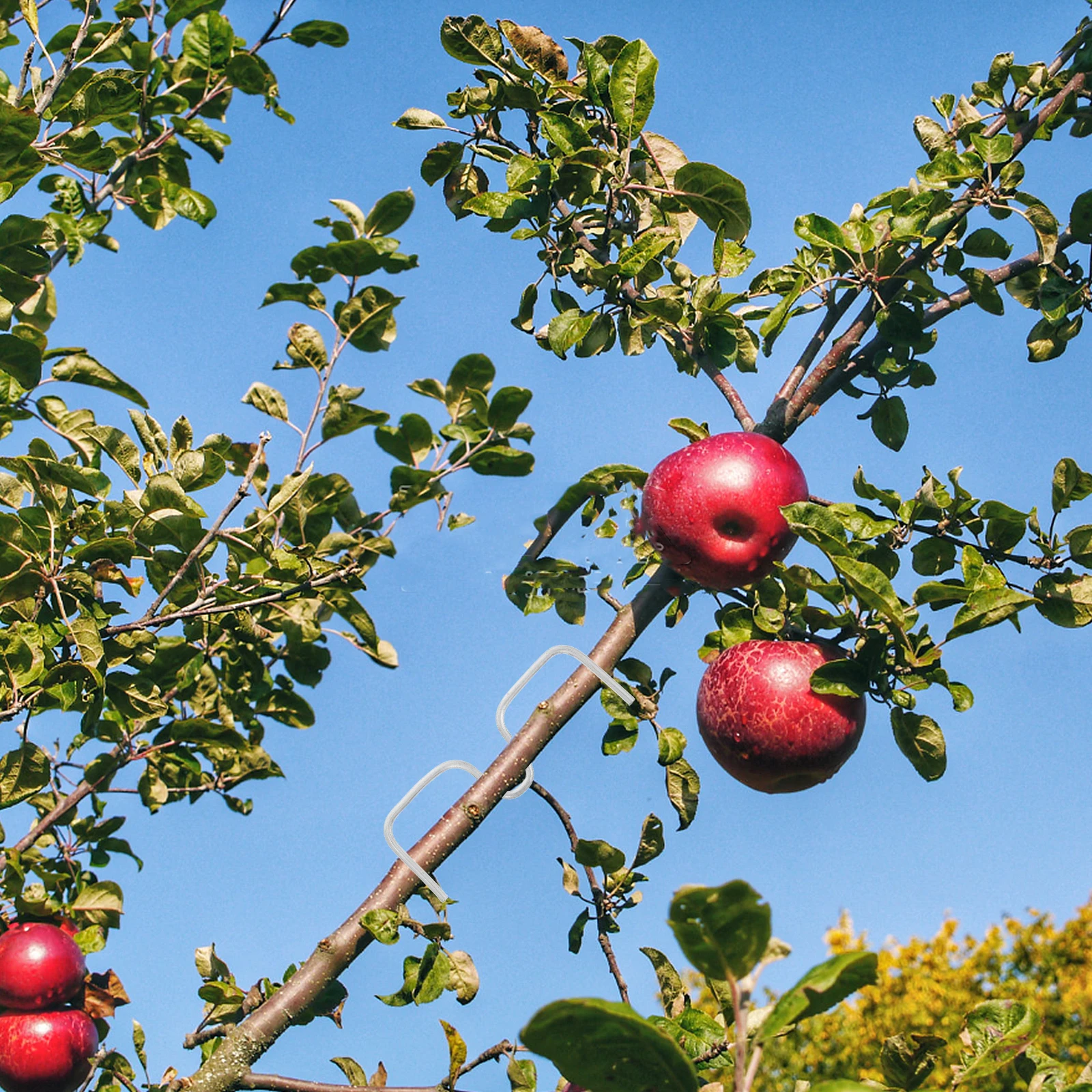 

14 Pcs Branch Shaper Clips Galvanized Iron Spreaders Trees Limb Support Fruit Forms Garden Tools Bending Shaping