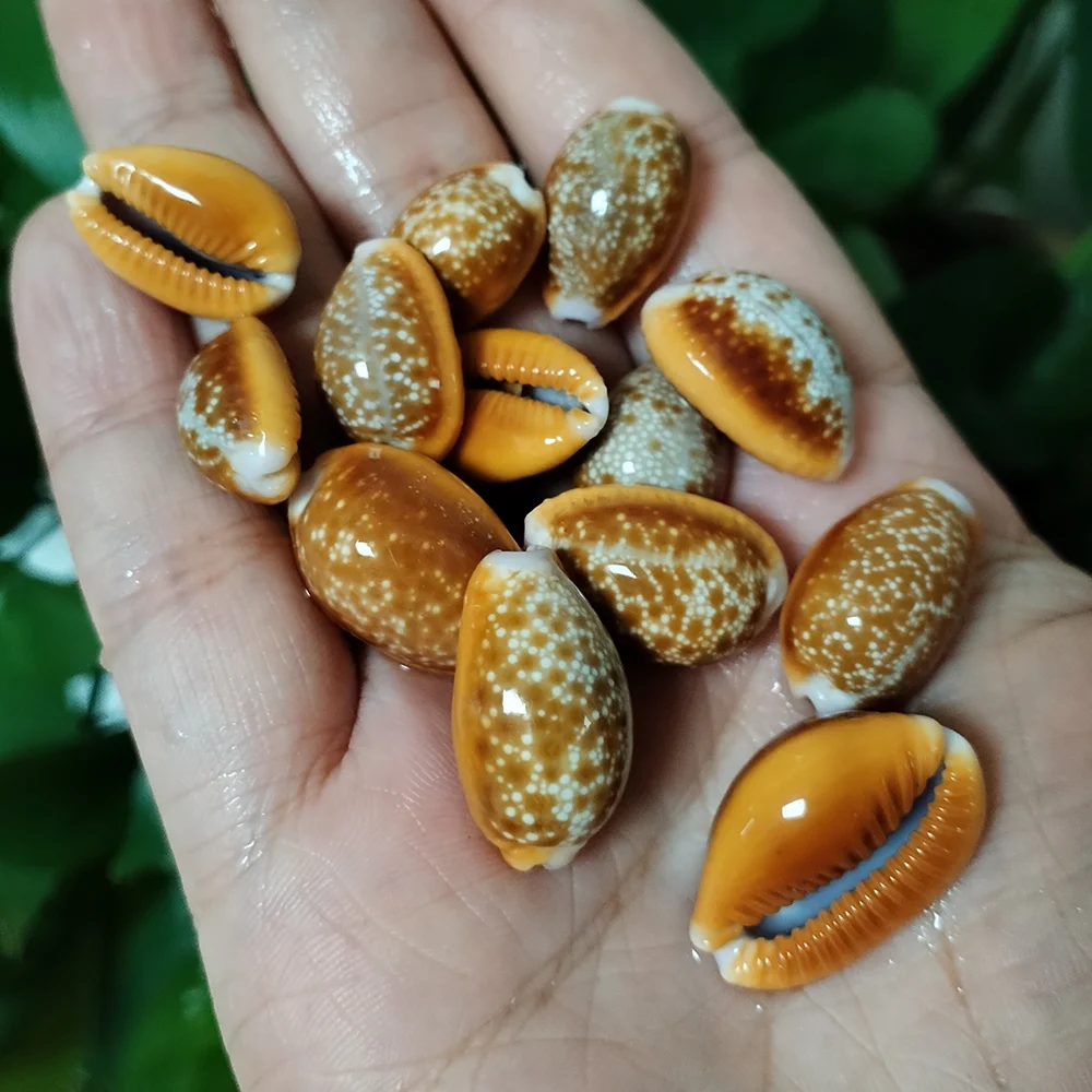 10 PCS Natural Honey Cowrie Shells Reddish Brown Cowrie Snail Erosaria Helvola Seashells Collection Vase Filler DIY Fish Tank