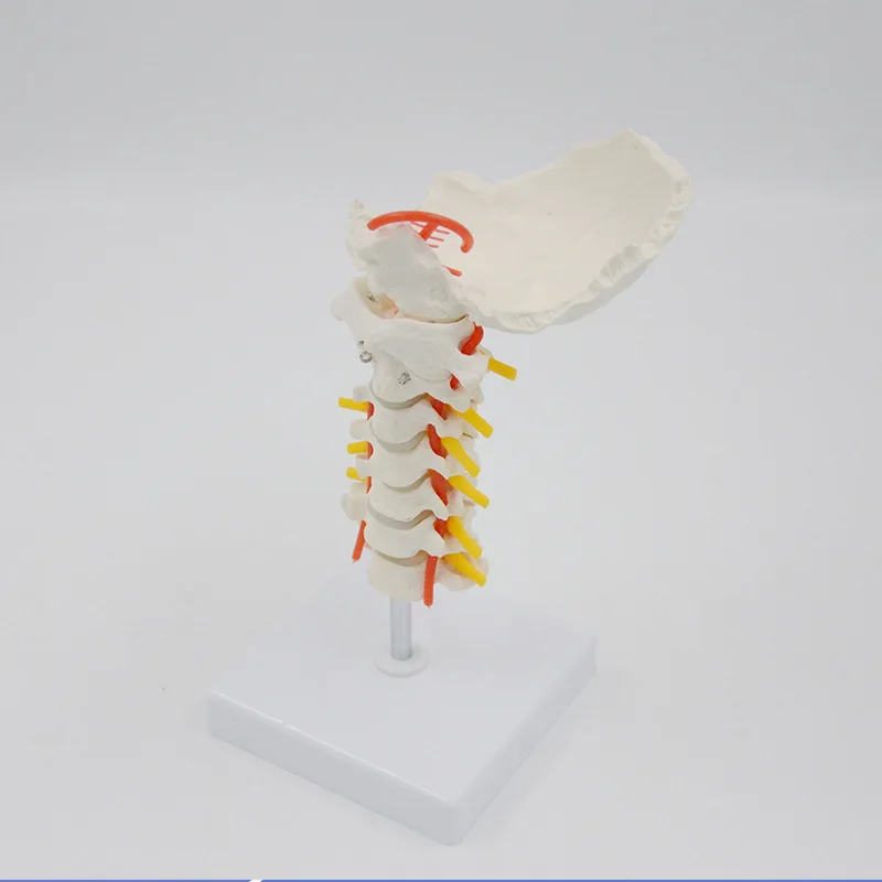 Supply Flexible 7-section Cervical Vertebra Model PVC Material Human Skeleton Model Cervical Vertebra Model