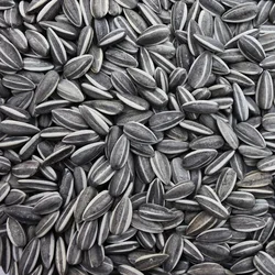50x Ai Weiwei PORCELAIN SUNFLOWER SEEDS TATE MODERN LONDON