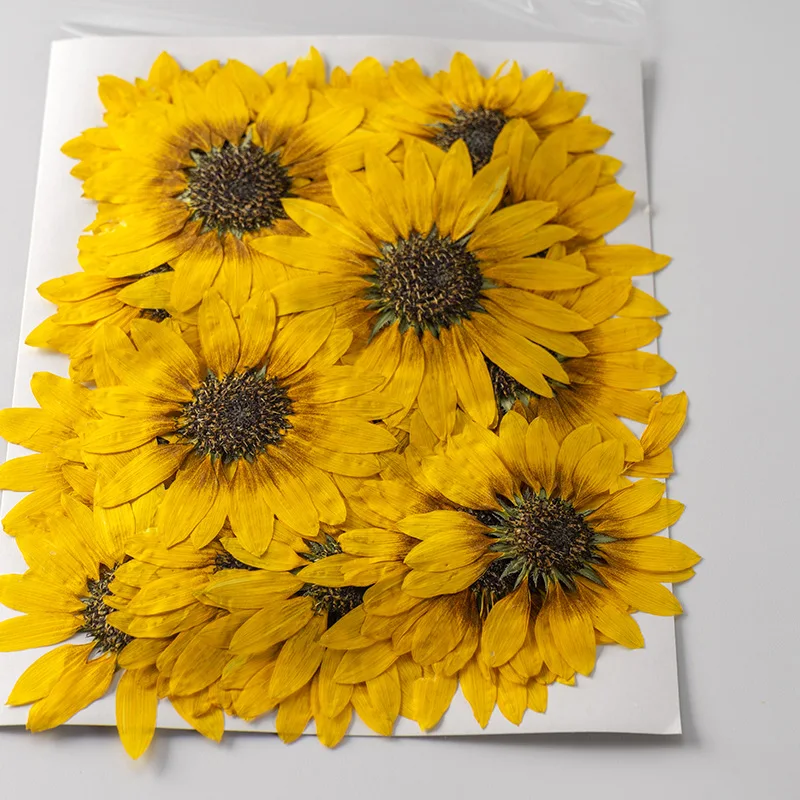 

10Pcs Sunflower Dried Flower Pressed Flower Resin Phone Case Flower Material Handmade Bookmark Wax Tag Pressed Flower DIY Candle
